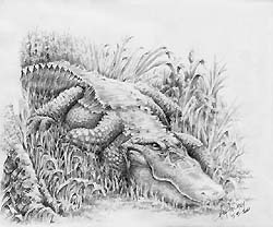 "Louisiana Alligator" 